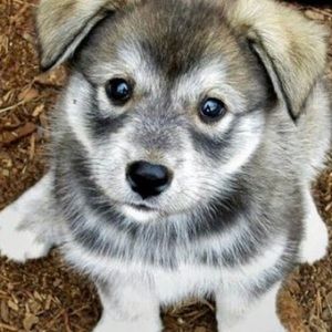 Meet your Posher, Abigail